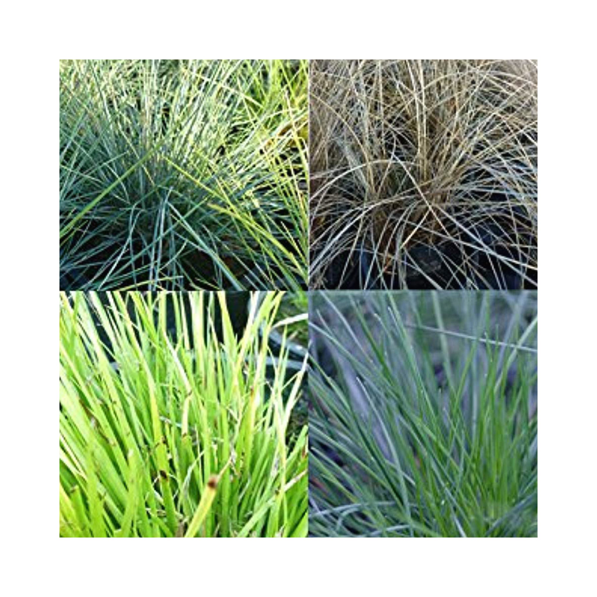 3 Mixed Evergreen Ornamental Grass 9cm Plants. Hardy Perennials