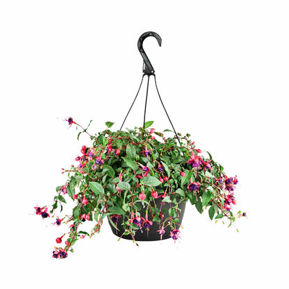Hanging Basket Pre Planted Fuchsia