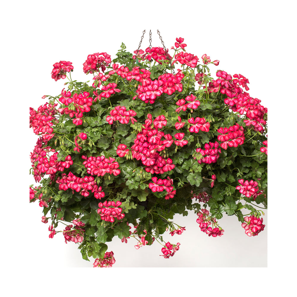 Pelargonium (Trailing Geranium) Happy Face Dark Red Mex