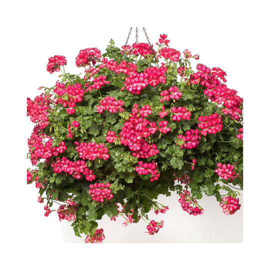 Pelargonium (Trailing Geranium) Happy Face Dark Red Mex