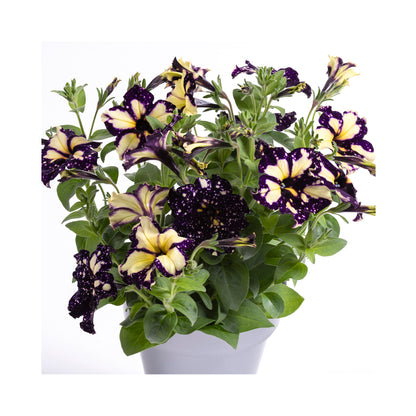Petunia Happytoonia Starry Blue