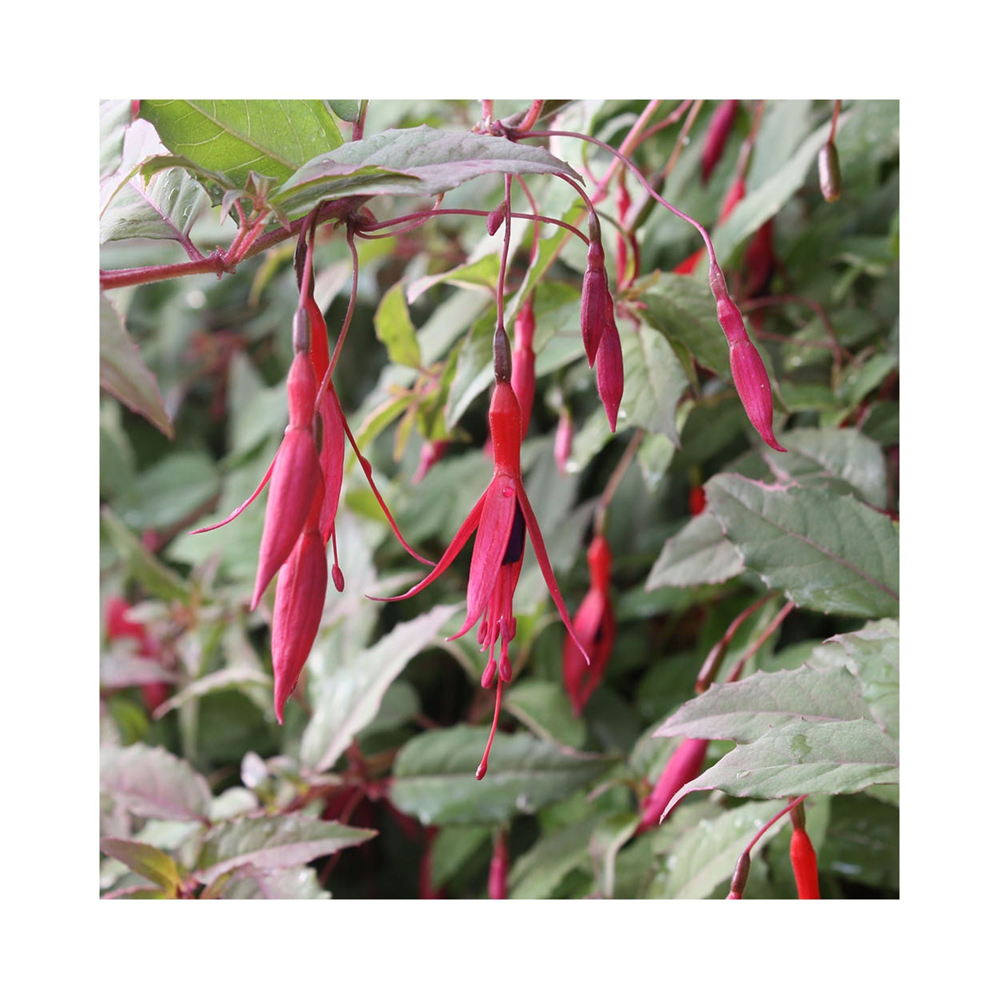 Hardy Fuchsia Megellanica Versicolour
