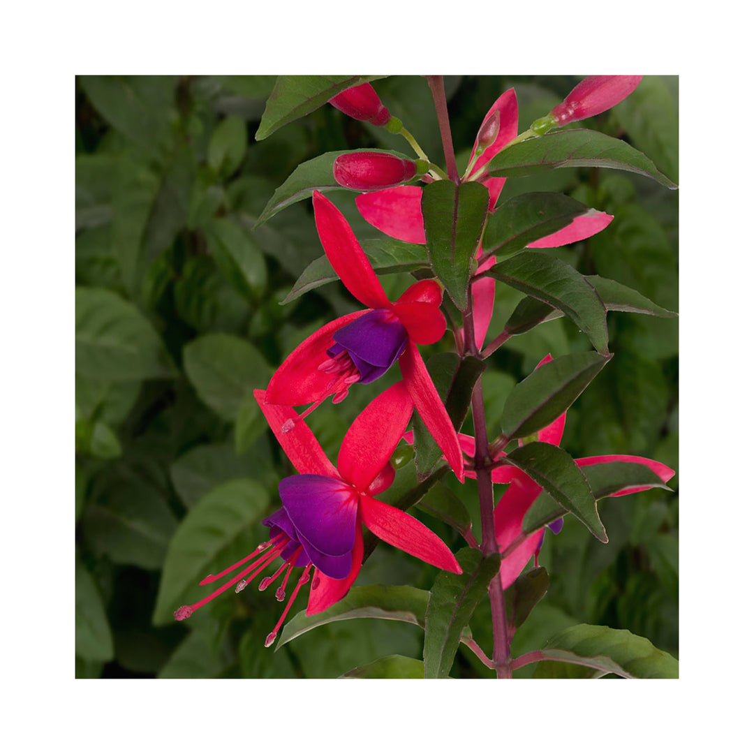 Hardy Fuchsia Collection 10 Starter Plants