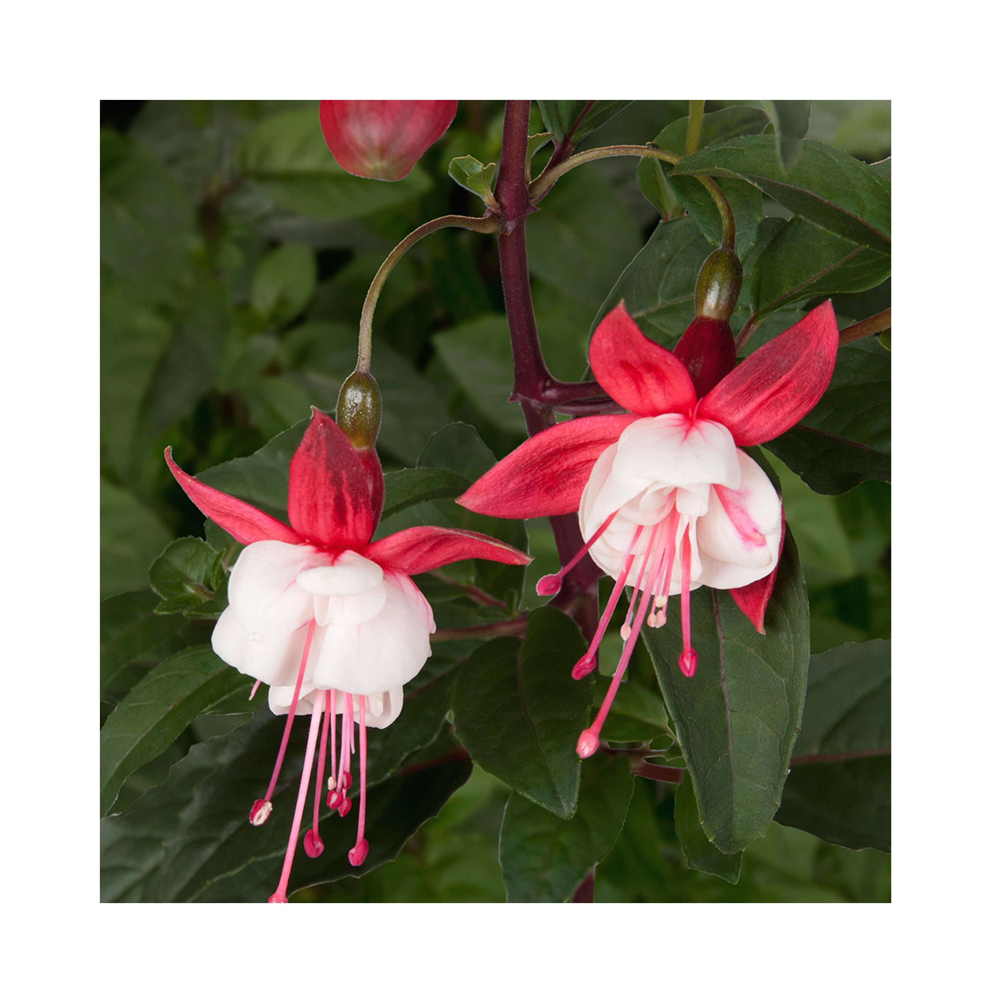 Hardy Fuchsia Snowcap