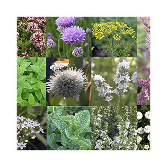 6 pack of potted Mixed Herb Assorted plants