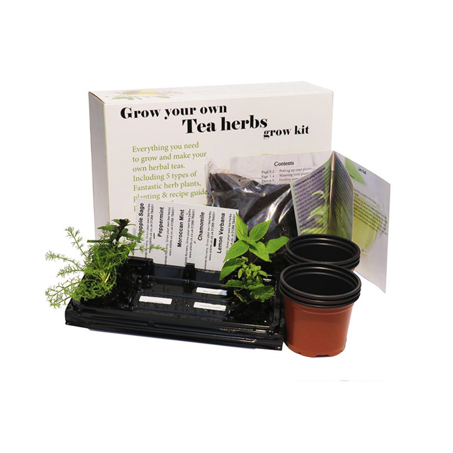 Herbal Tea Grow Your Own kit. *Includes Established Starter Plants*