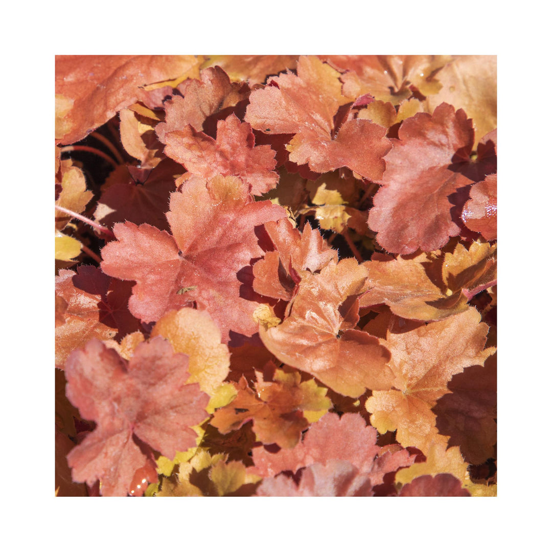 The Ultimate Heuchera Collection - 6 Established 9cm Plants