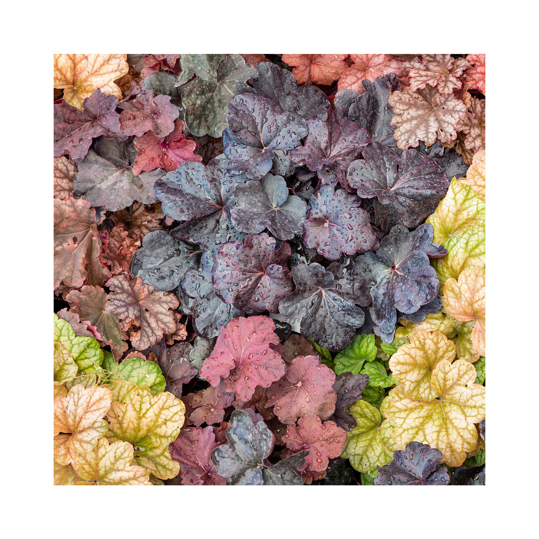 The Ultimate Heuchera Collection - 6 Established 9cm Plants