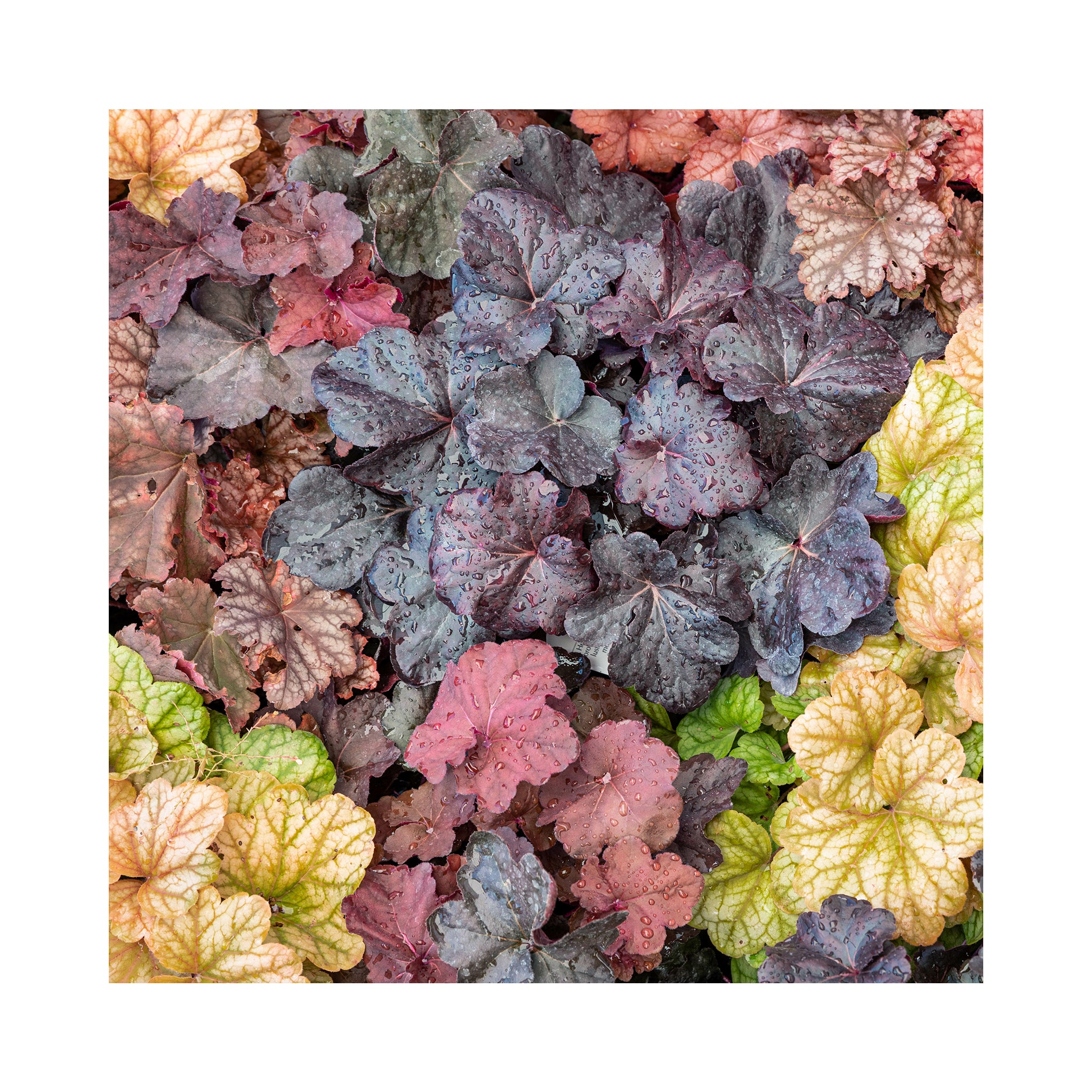 The Ultimate Heuchera Collection - 6 Established 9cm Plants
