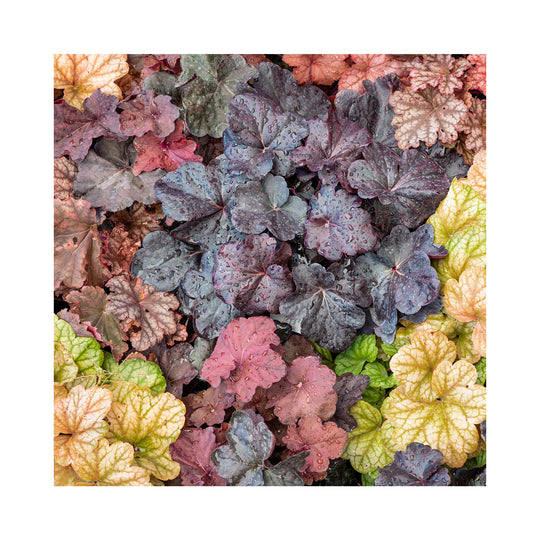 The Ultimate Heuchera Collection - 6 Established 9cm Plants