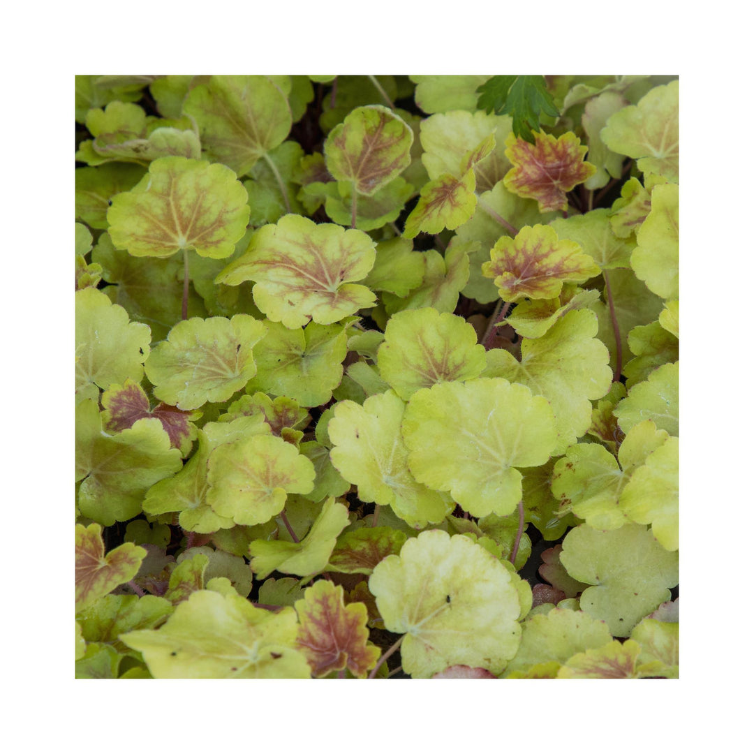 The Ultimate Heuchera Collection - 6 Established 9cm Plants