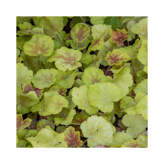 The Ultimate Heuchera Collection - 6 Established 9cm Plants