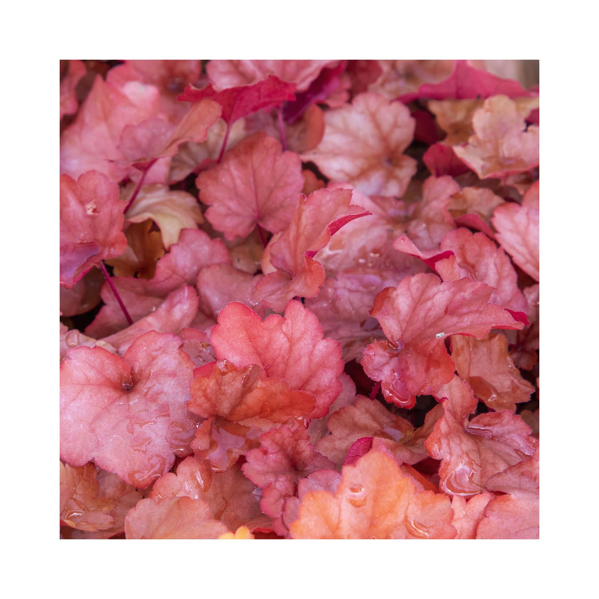 The Ultimate Heuchera Collection - 6 Established 9cm Plants