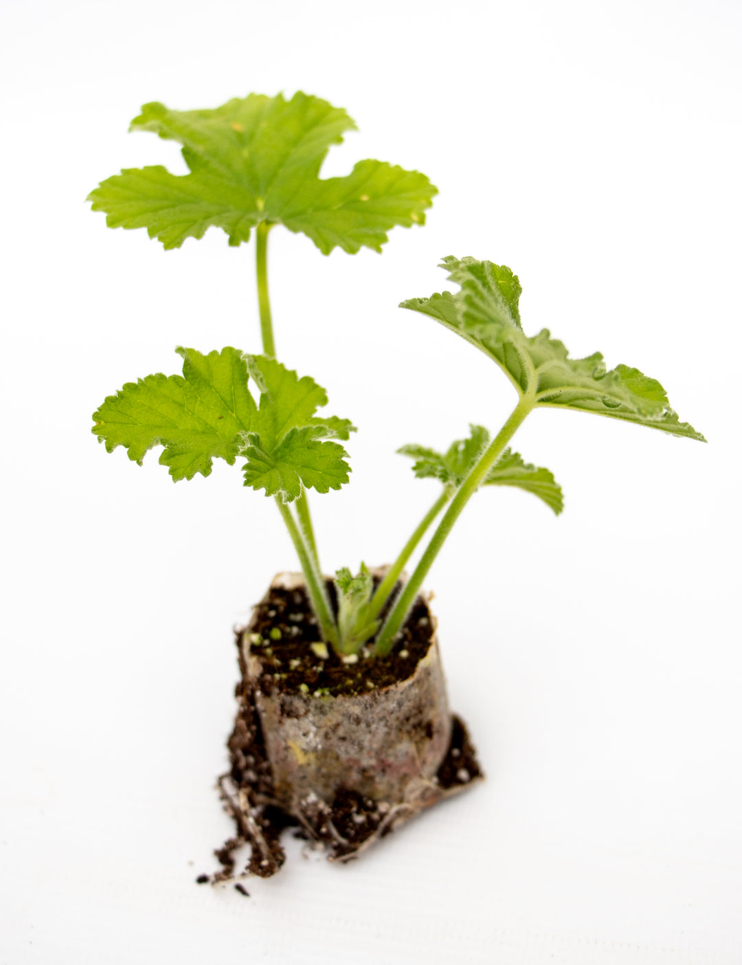 Scented Pelargonium (Geranium), 6 mixed starter plants - Stunning Flowers with Scented Foliage