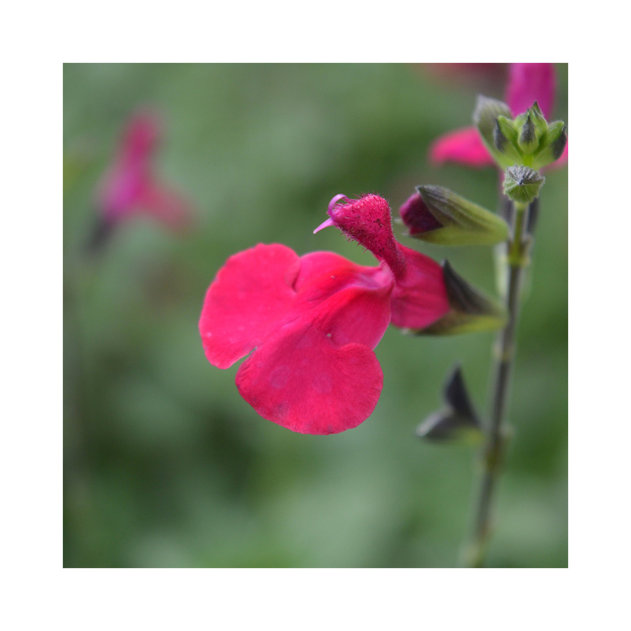 Salvia Jemima's Gem