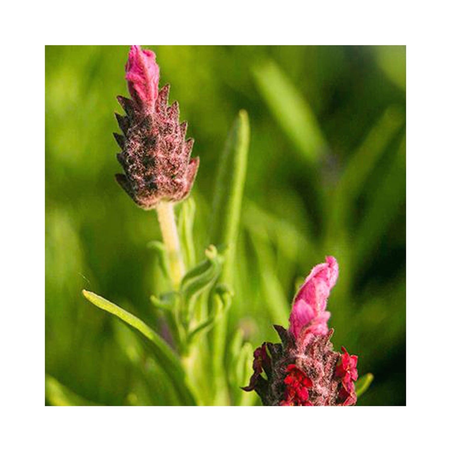 red lavender plant Lavender Kew Red – BuyPlants.co.uk