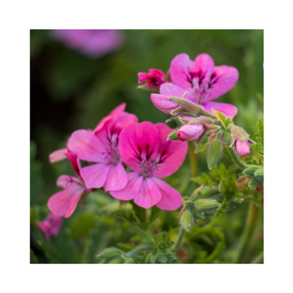 Scented Geranium Collection, 6 Plants in 9cm pots - Stunning Flowers with Scented Foliage