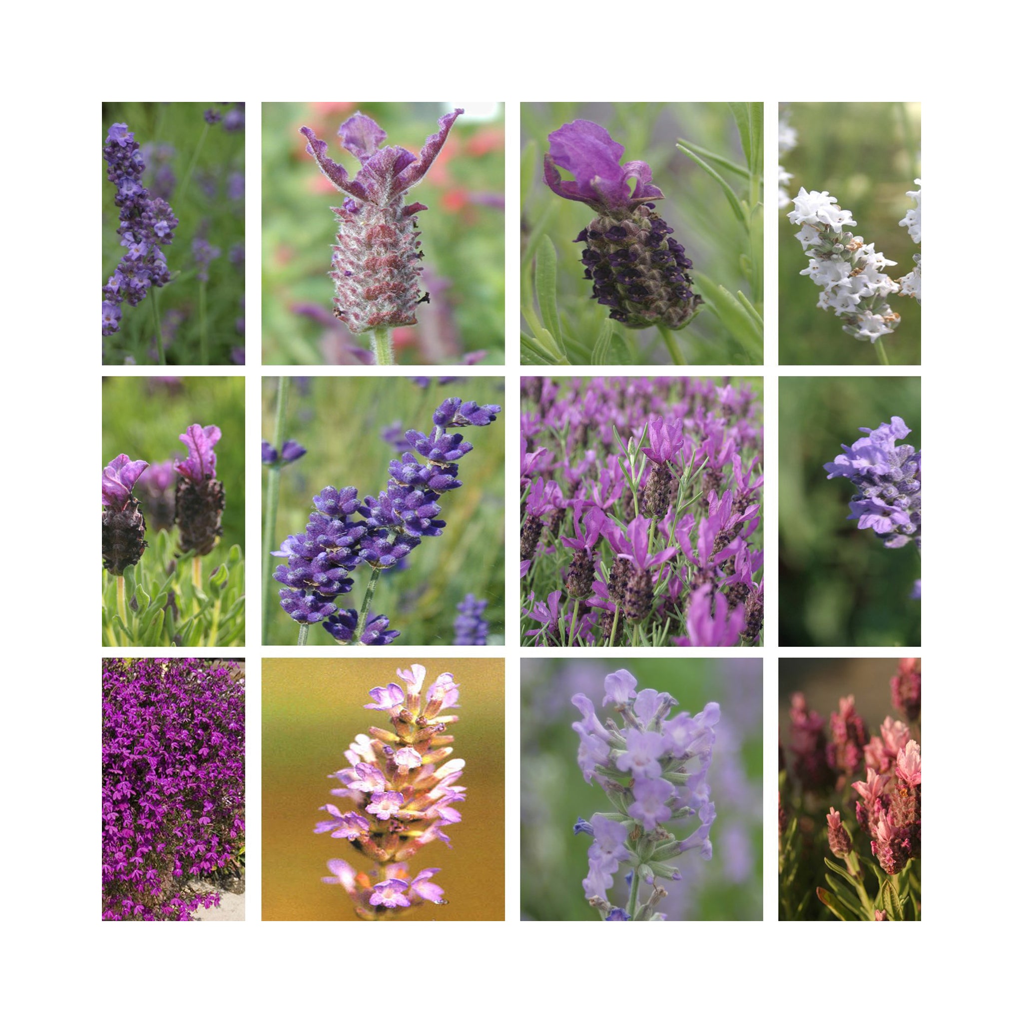 Lavender Ultimate Starter Plant Collection *Wow 12 Different Varieties*