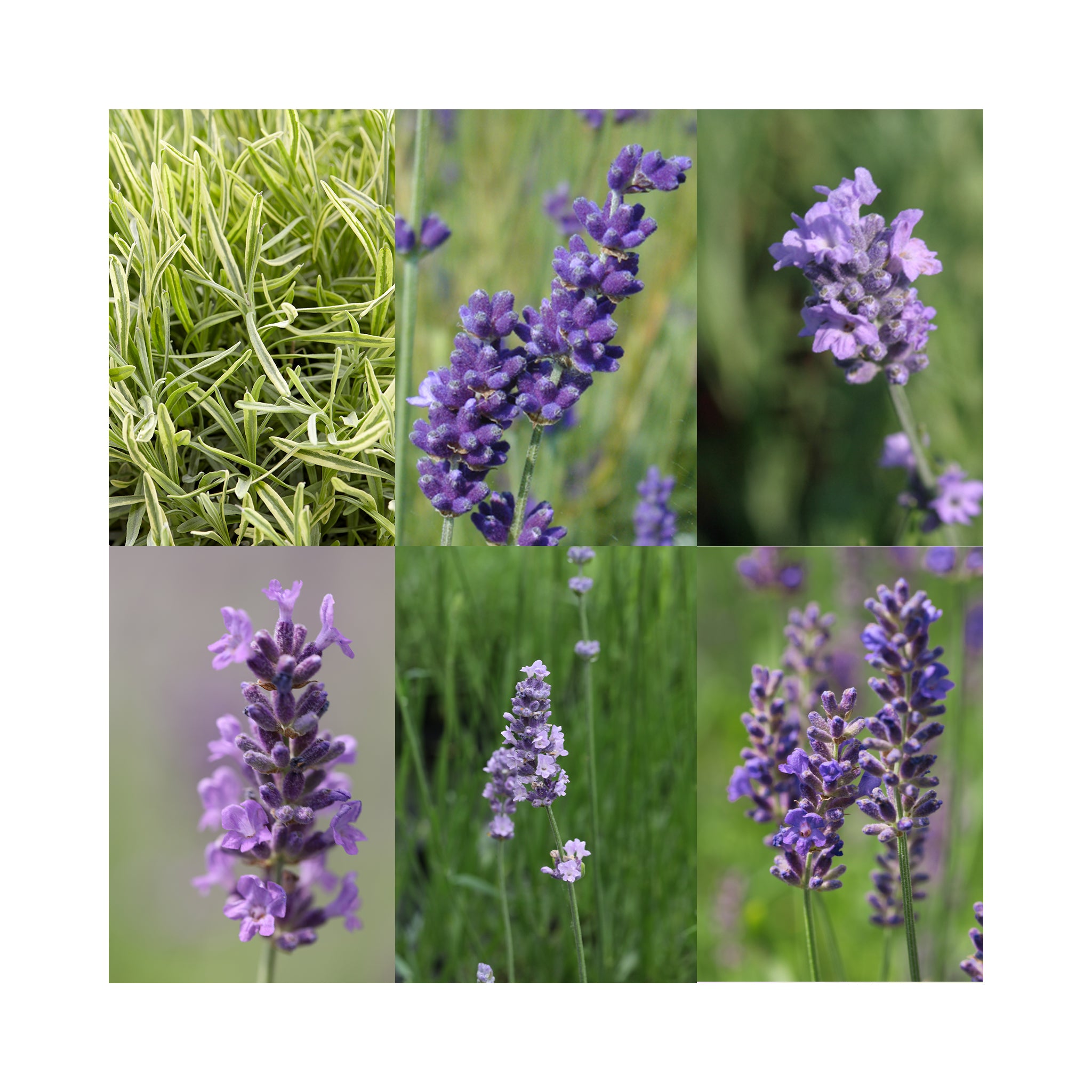 Lavender Connoisseur Collection of 6 Lavender Starter Plants