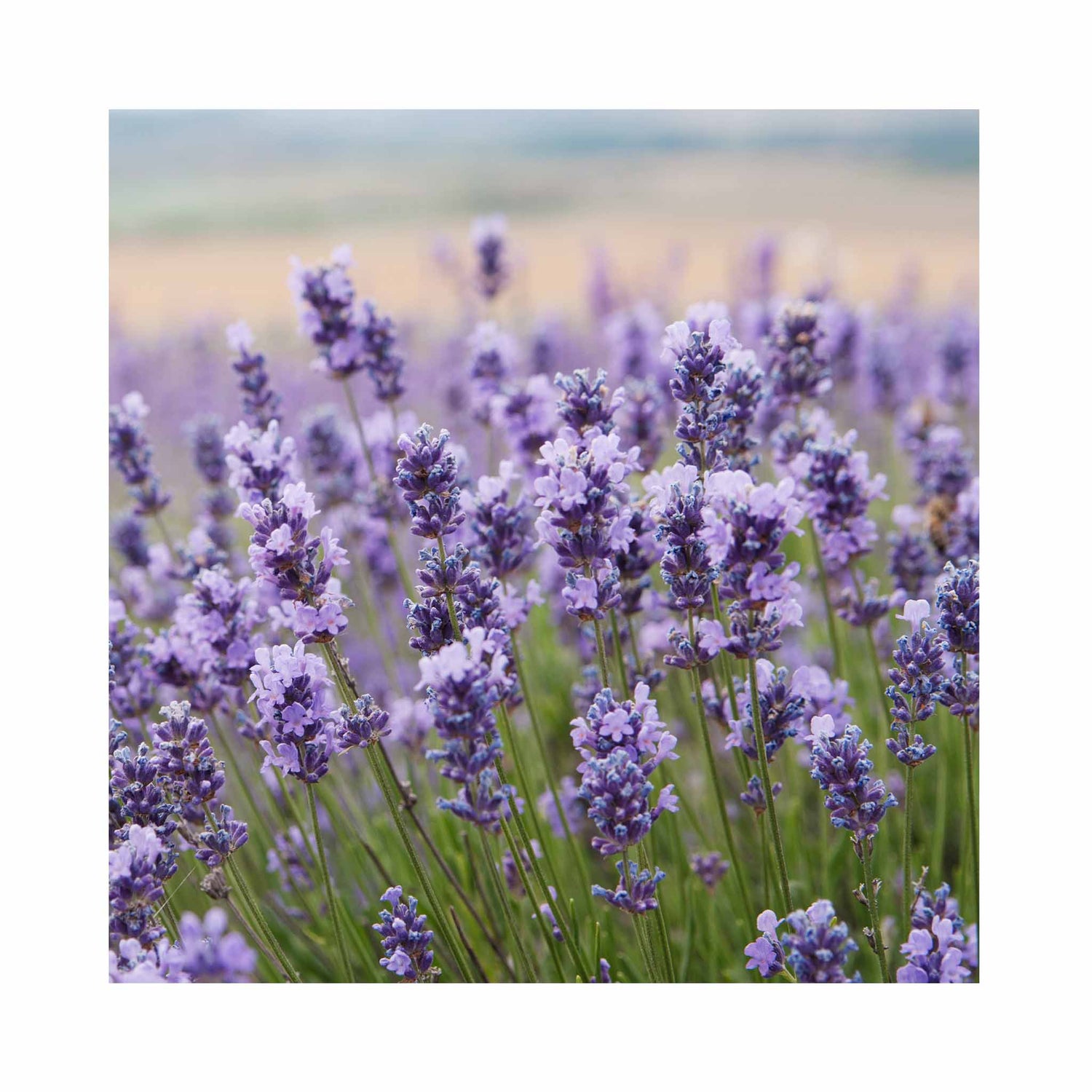 Lavender Little Lady