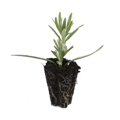 Lavender Grosso Herb Plant