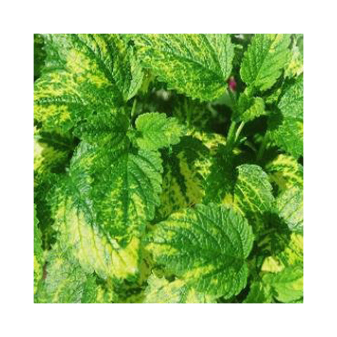 Lemon Balm Variegated