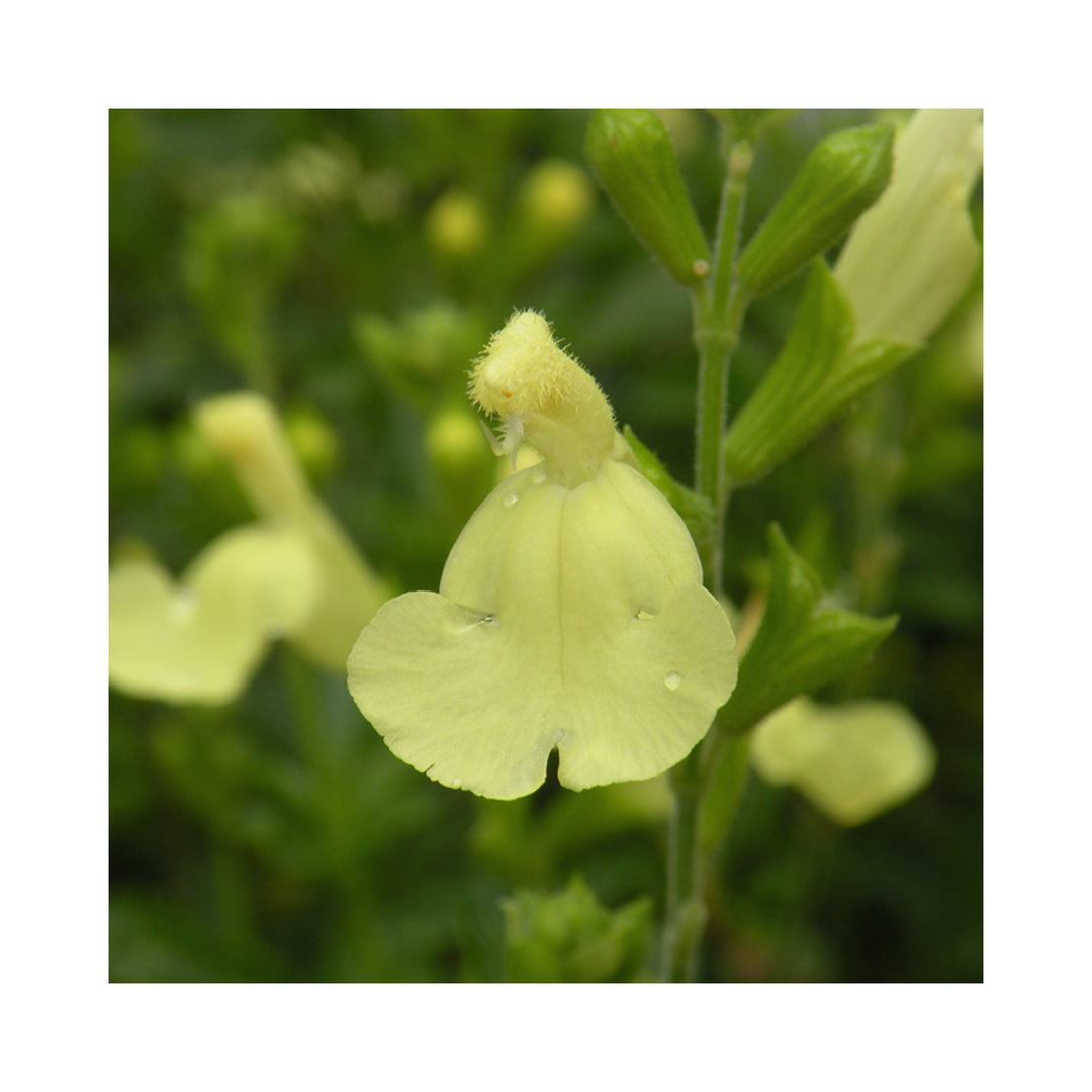 Ultimate Salvia Starter Plant Collection - 12 different varieties