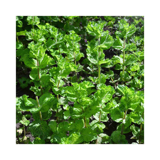 Curly Mint