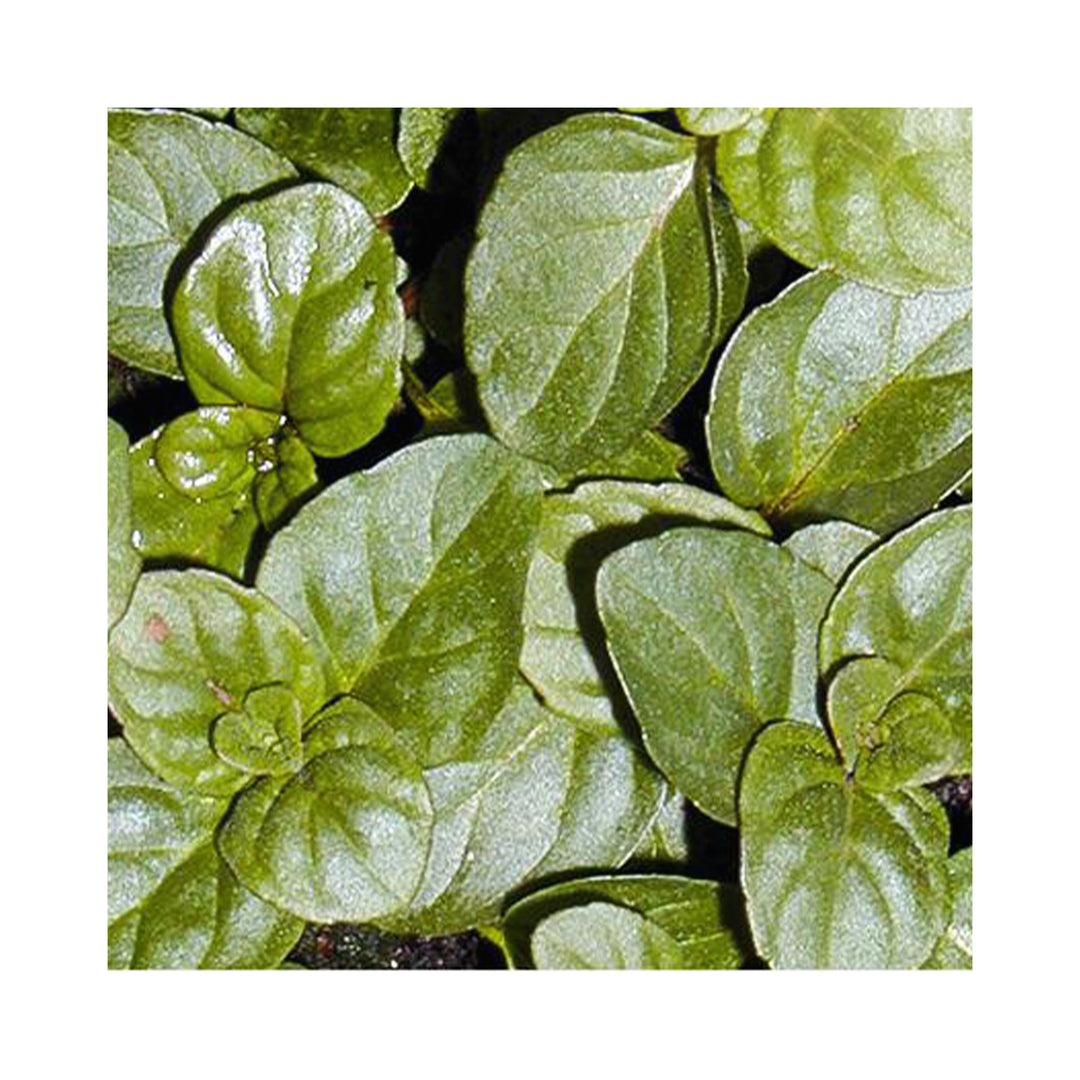 Eau De Cologne Mint