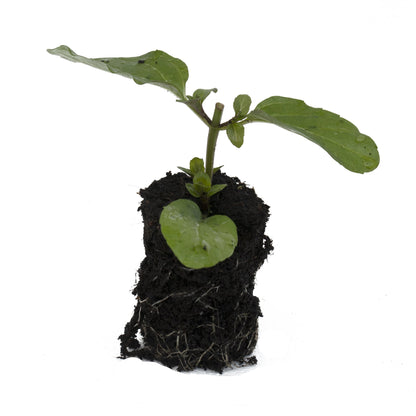 Basil Mint Herb Plant