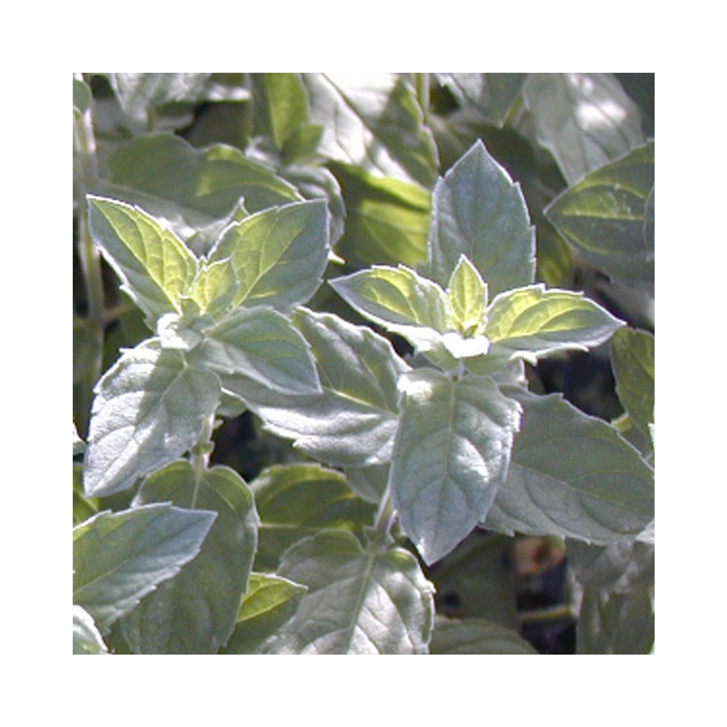 Buddleia Mint Herb Plant