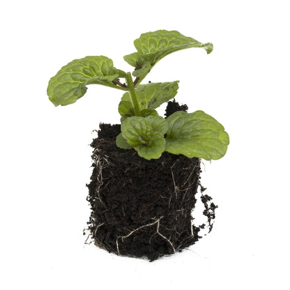 Curly Mint Herb Plant