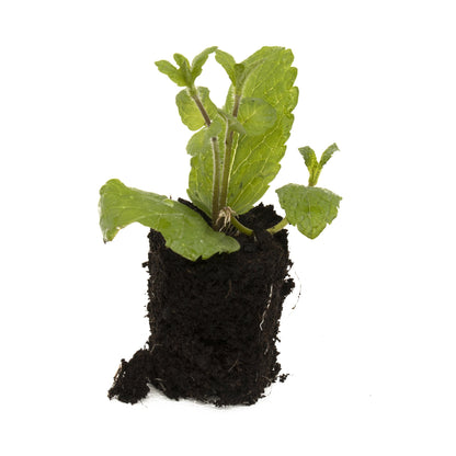 Inguano Mint Herb Plant