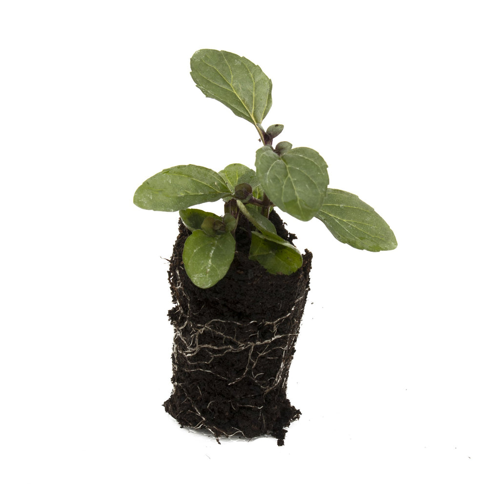 Jessica's Sweet Pear Mint Herb Plant