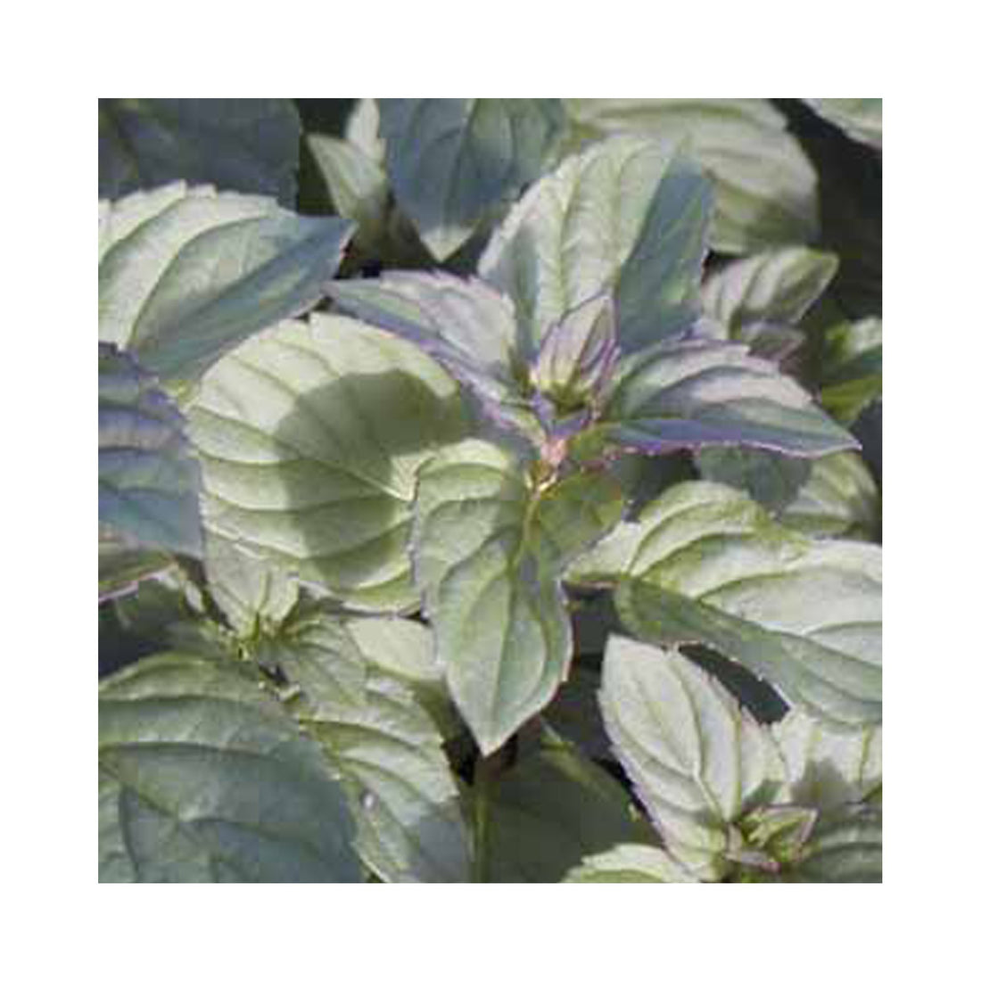 Lime Mint Herb Plant