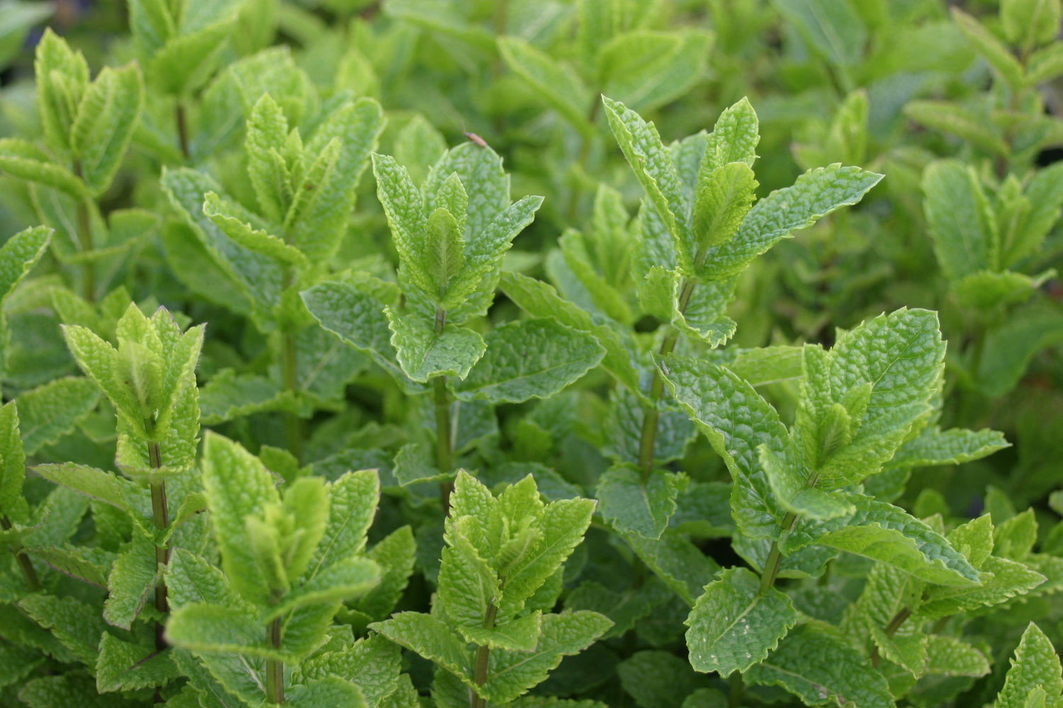 Hugo Minze Mint Herb Plant