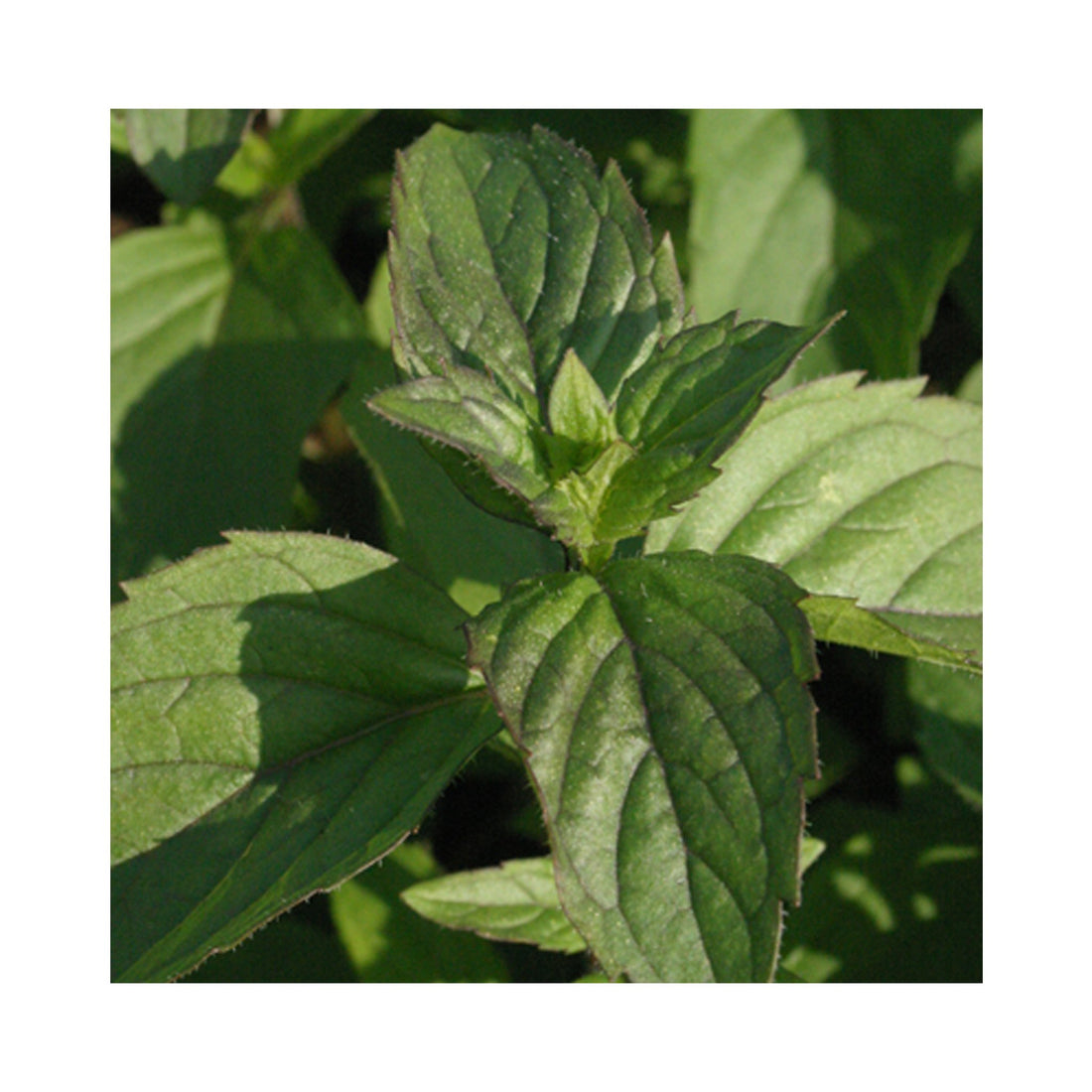 Red Mint Herb Plant