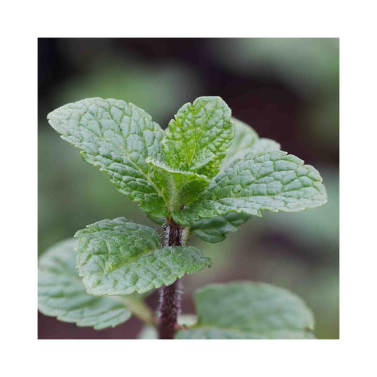 Spanish Mint