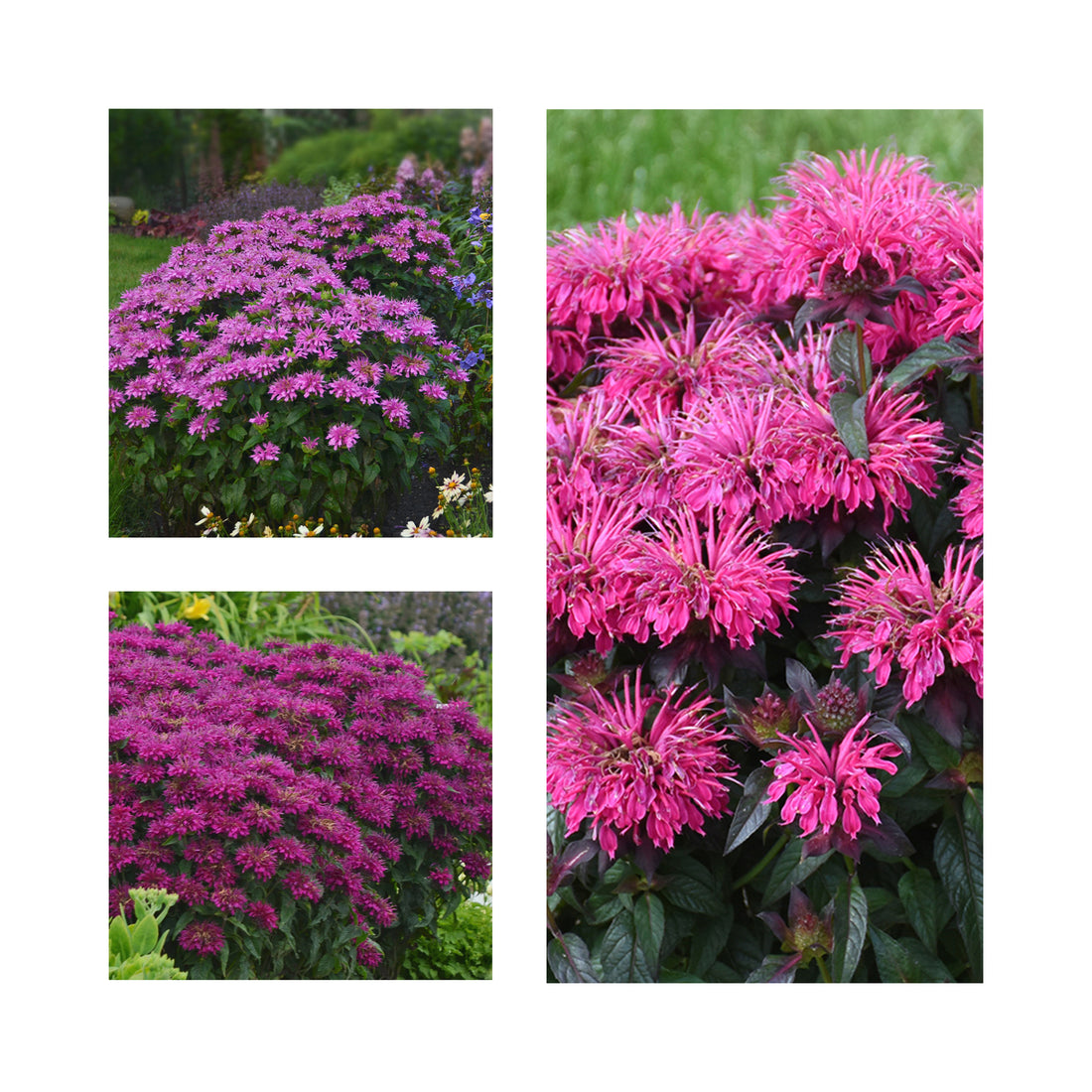 Monarda Collection - 3 Established Plants