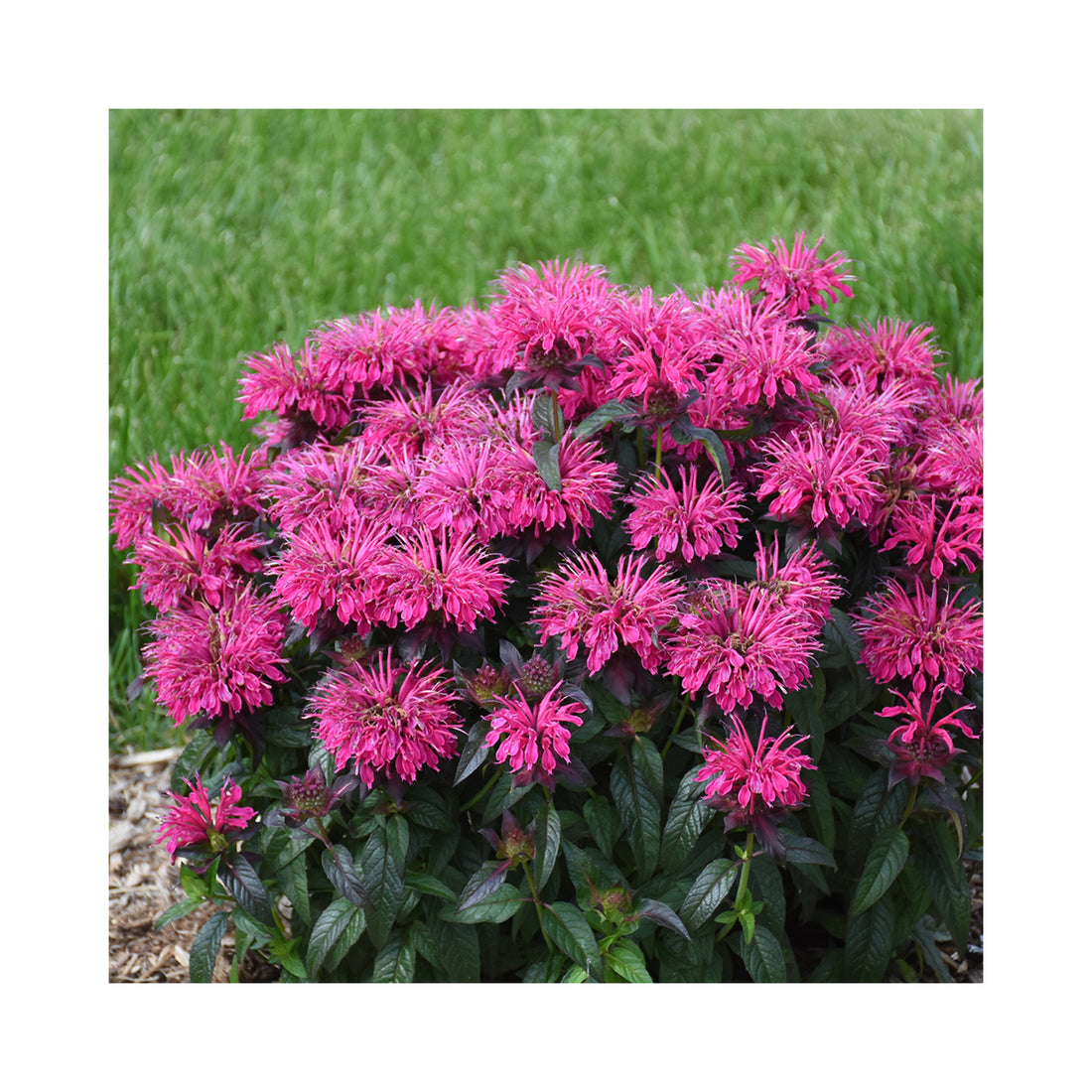 Monarda Sugar Buzz Berry Taffy