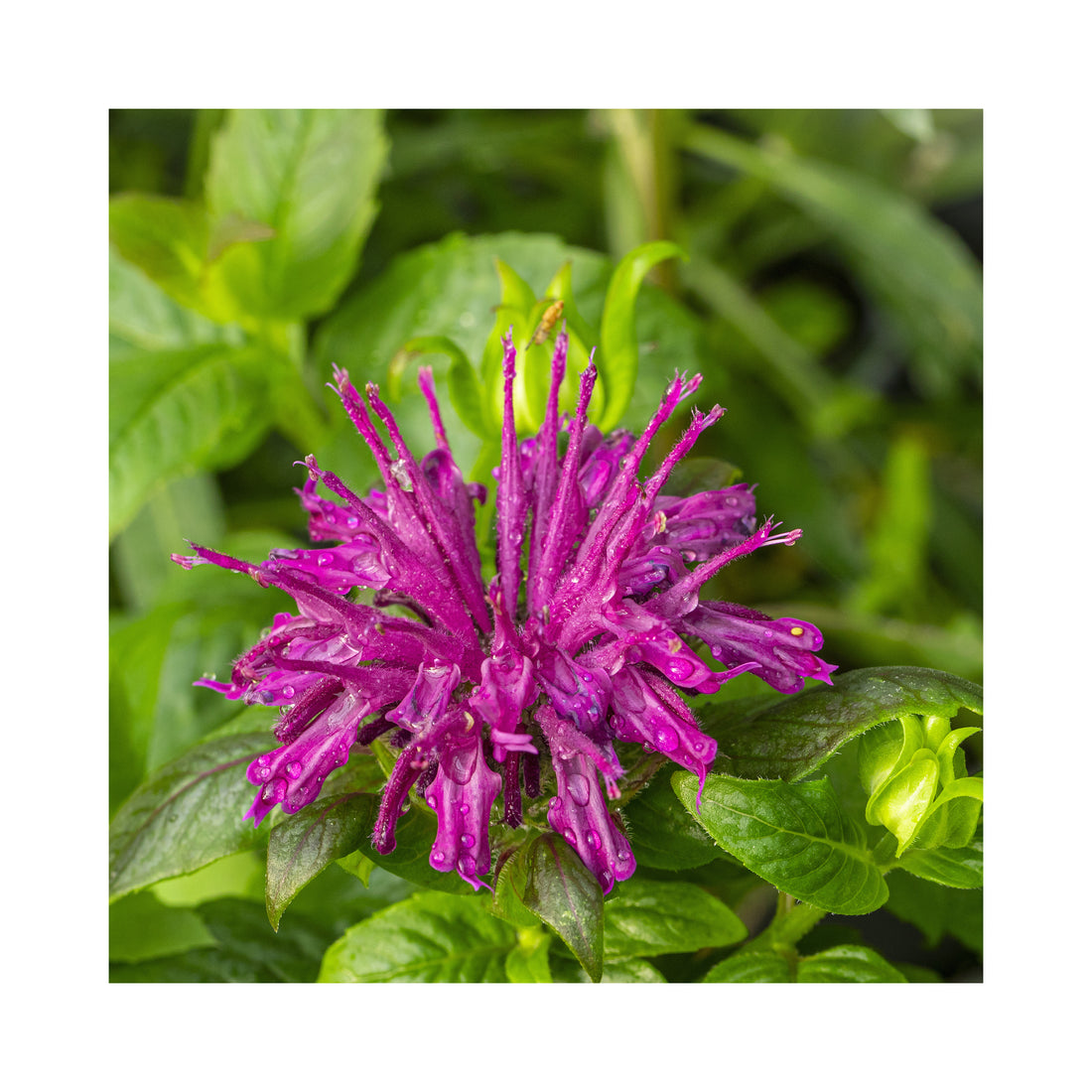 Monarda Sugar Buzz Rockin Raspberry