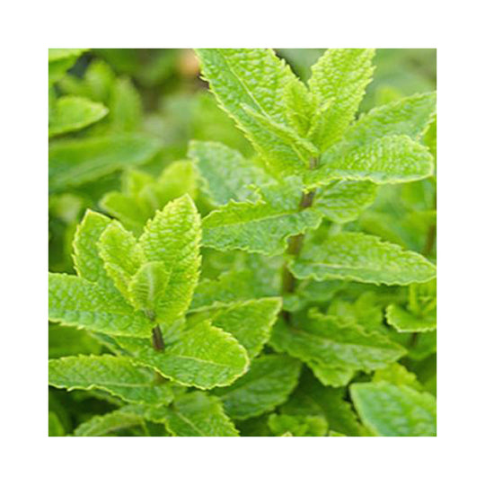 The Herbal Tea Collection of 6  Plants in 9cm pots