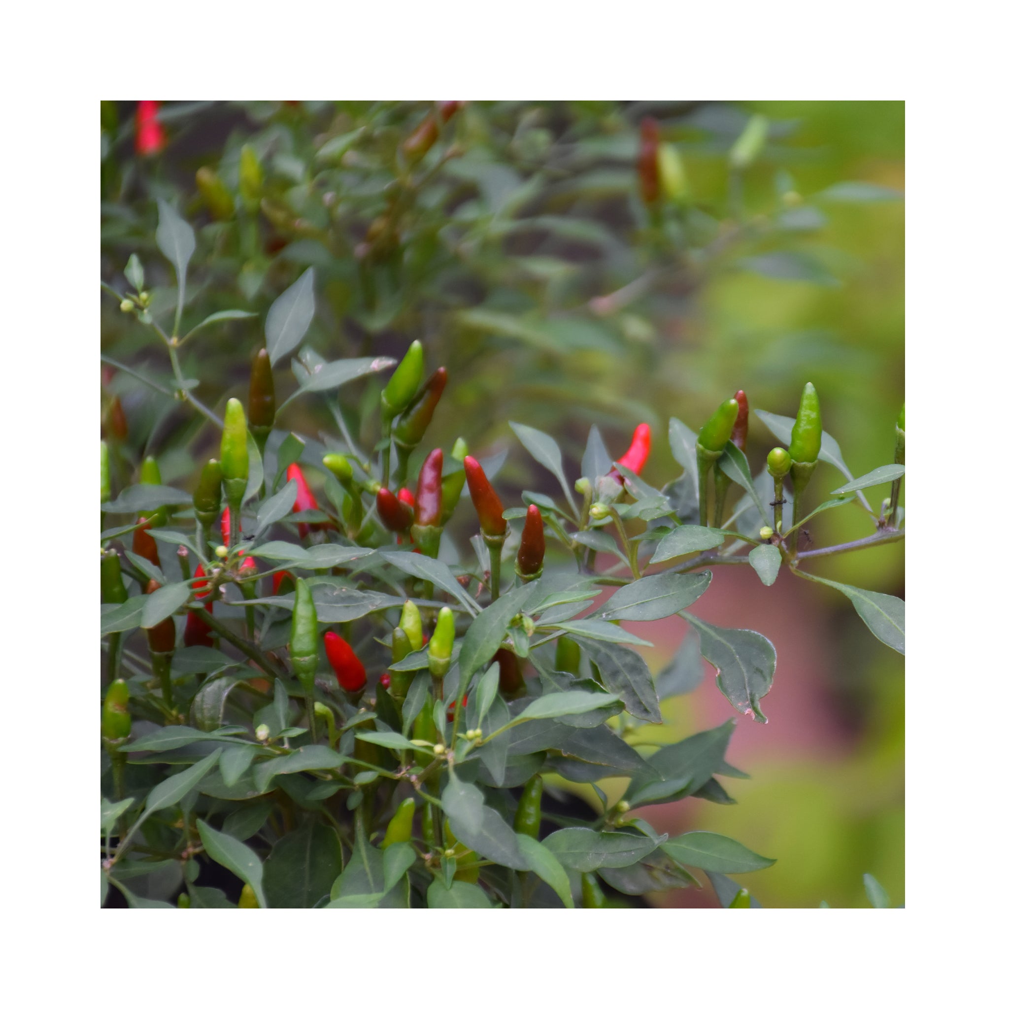 Petunia Crazytunia Collection