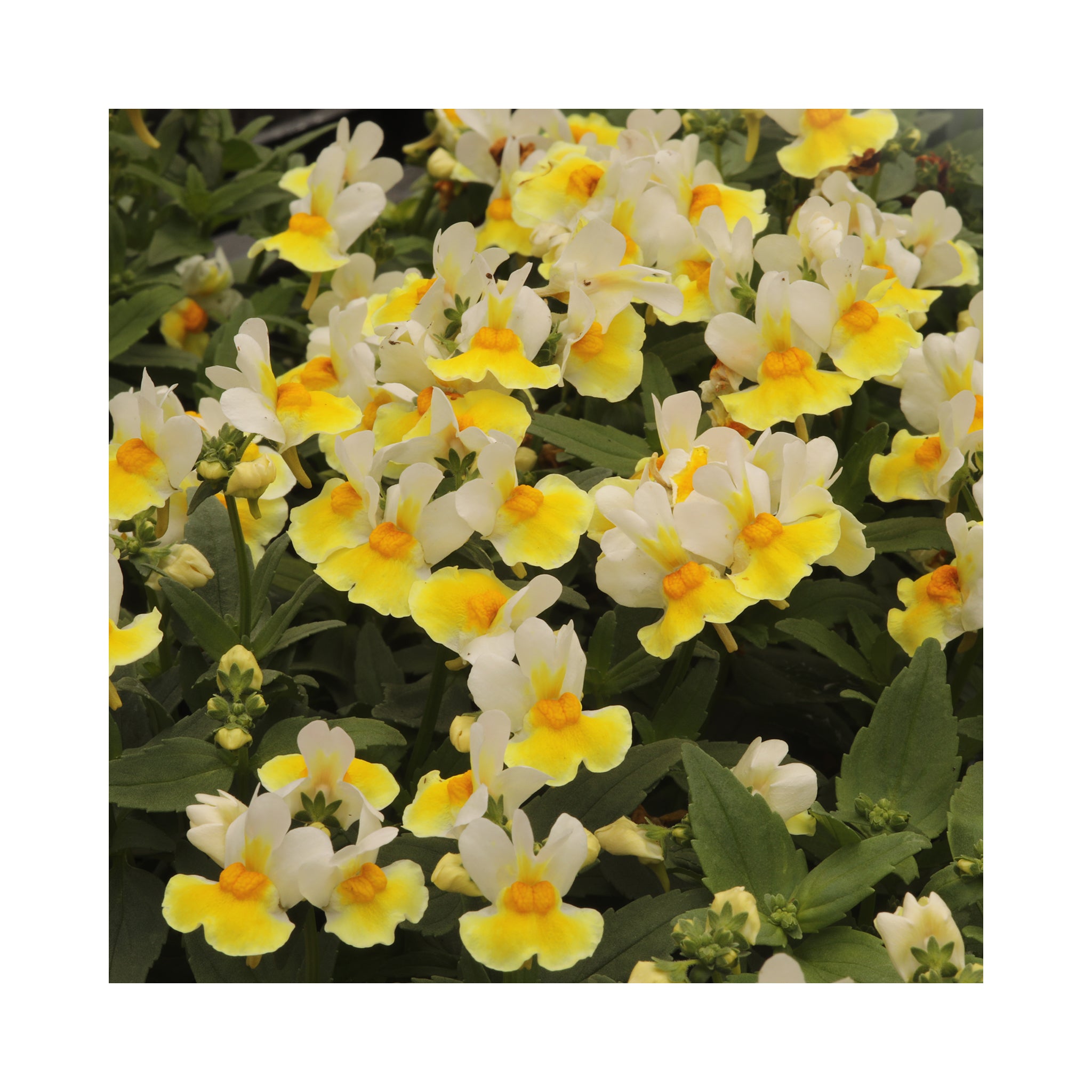 Nemesia 6 mixed starter plants