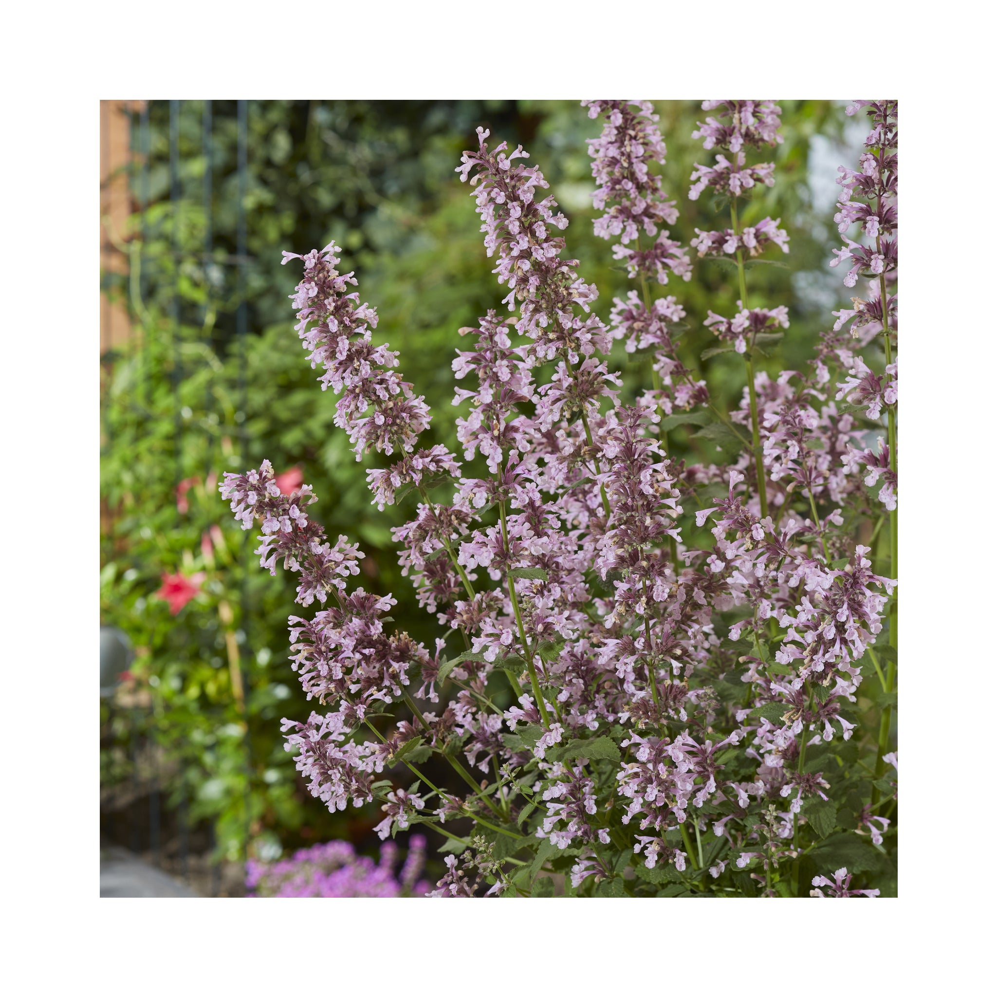 Nepeta Whispurr Pink