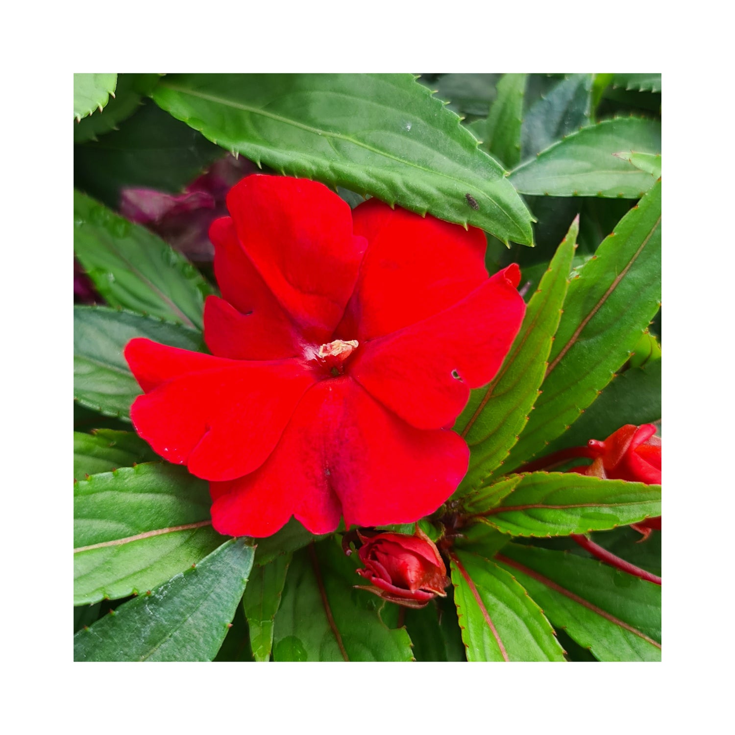 New Guinea Impatiens Compact Red
