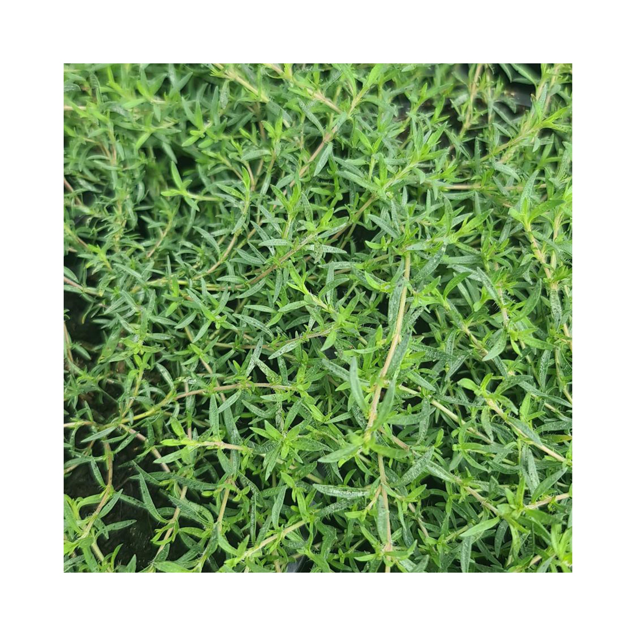 Orange Scented Thyme