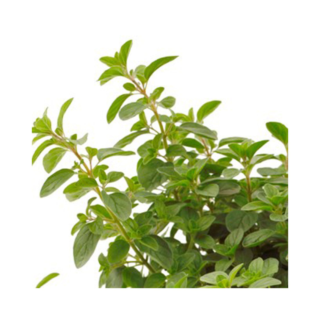 Oregano Supreme Herb Plant