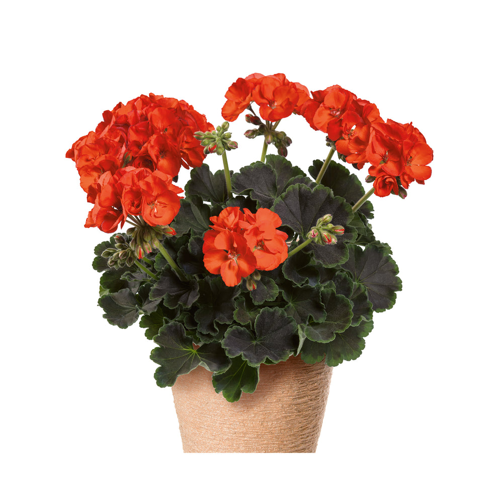 Pelargonium (Upright Geranium) Chocolate Fire