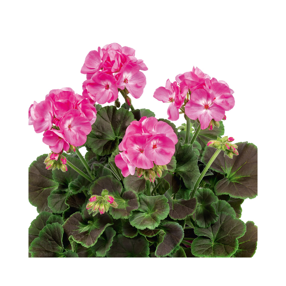 Pelargonium (Upright Geranium) Chocolate Pink